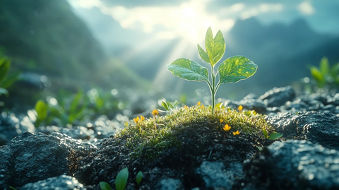 春日阳光照耀嫩草破土