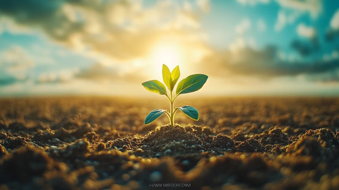 夏日阳光下的小草生长