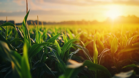 金黄玉米田广阔场景