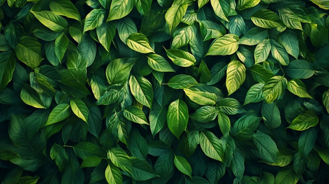 绿色叶蔓编织伊甸园