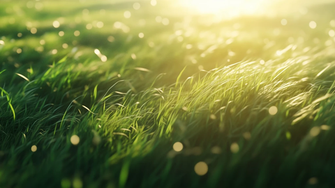 草地阳光动态阴影