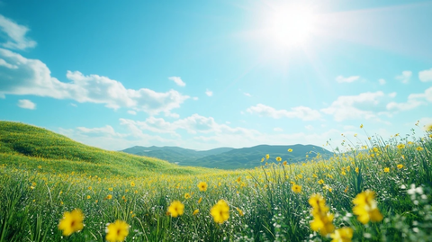 山坡草地风中摇曳黄花