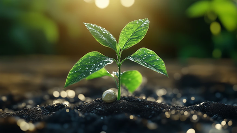 豆苗嫩叶破土新生