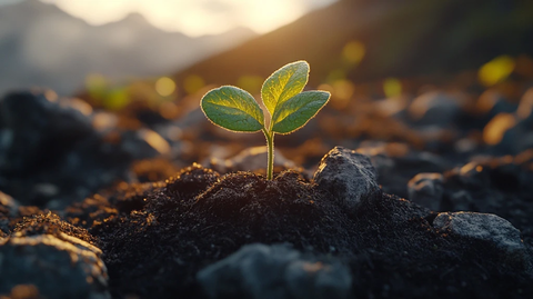 土豆苗在不同环境枯萎
