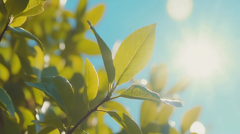 阳光穿透绿叶树枝