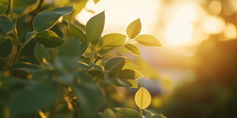 大豆田黄金时分特写