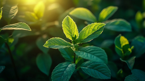 草药对称阴影特写