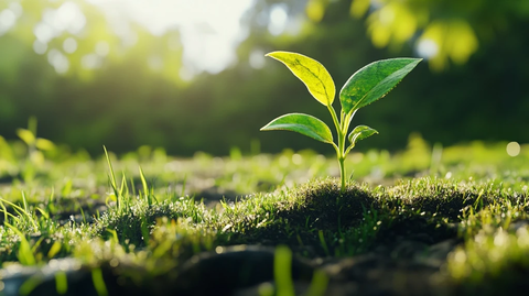 孤独植物草地细节