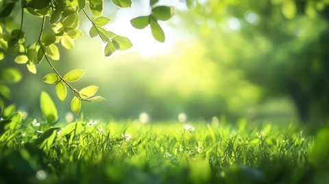 绿色环境自然风景