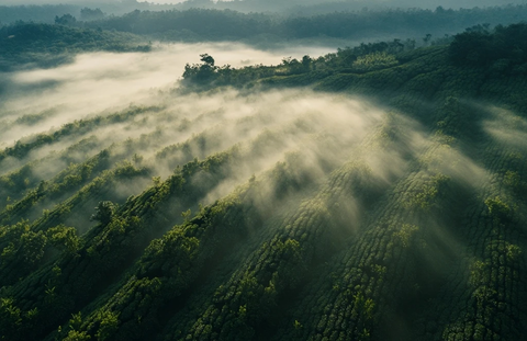 茶园晨雾中的茶树远山