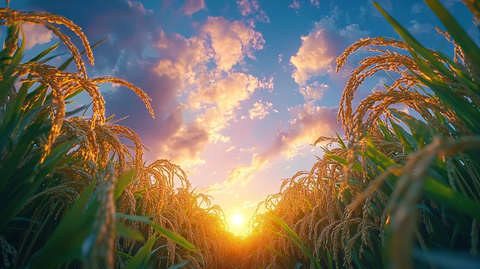 稻田晨曦中的金色稻穗