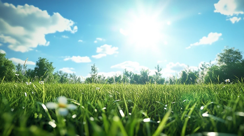 阳光下的绿草地