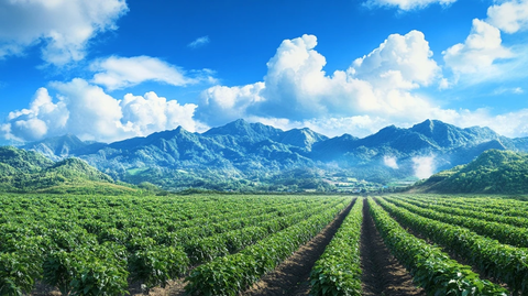 猕猴桃园与山景