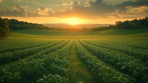 大豆田日落时分景象