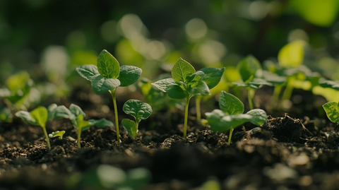 嫩芽破土而出绿意盎然