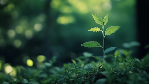 自然光下的浅景深人像