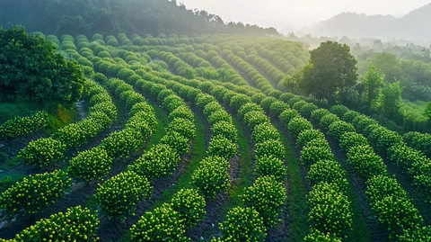 晨雾中柑橘树绿果满枝