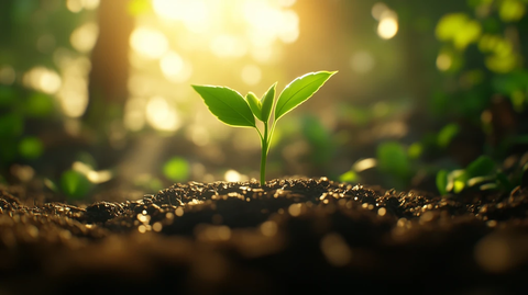 绿植破土而出阳光洒满大地