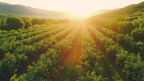 山谷梅林成熟梅子全景