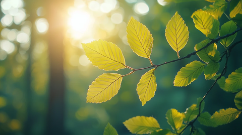 晨光照射森林树叶