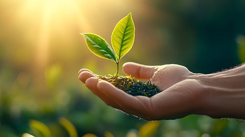 采茶人手摘茶叶特写