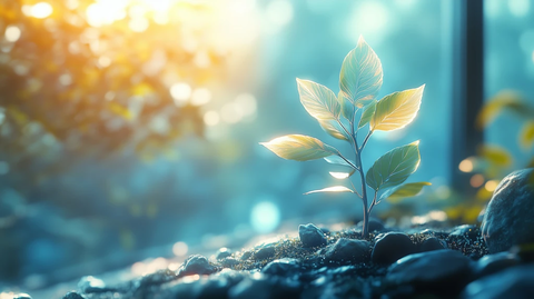光影穿透叶间照亮幼苗