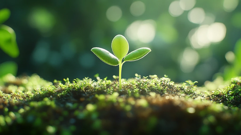 绿芽嫩苗栖息青苔之上