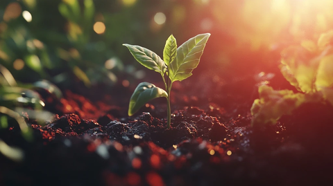 种子发芽清晨阳光