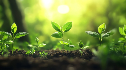 春芽绿叶森林土壤