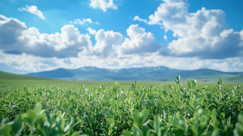 阿尔法草前景草原远山