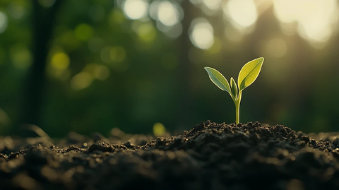 嫩芽破土阳光下