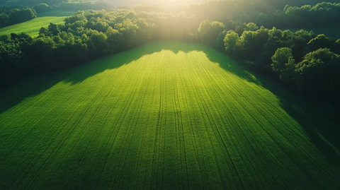 阳光绿野与远林