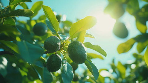 成熟鳄梨挂满树枝绿叶蓝天