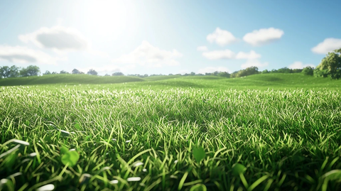 绿草蓝天阳光草地