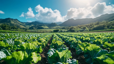 绿叶菜田蓝天日光