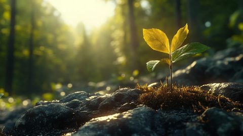 种子发芽生长成幼苗