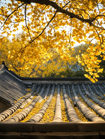 瓦片屋顶上覆盖金黄银杏树叶的景象