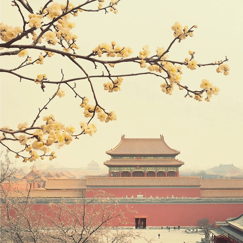 故宫古建筑与盛开的春花相映成趣