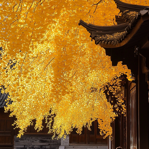 古建筑旁的金黄银杏