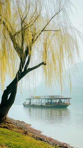 柳树旁水面上的游船
