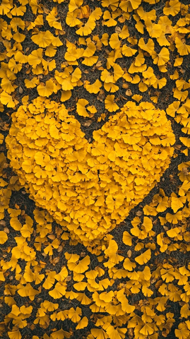 心形银杏落叶铺满地的唯美画面