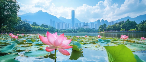 城市背景下湖面盛开的大片粉色荷花