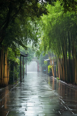 竹林小径雨后景象静谧幽深