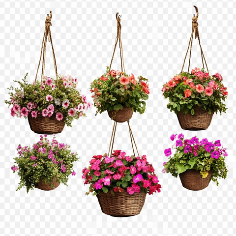 悬挂花盆花卉剪影