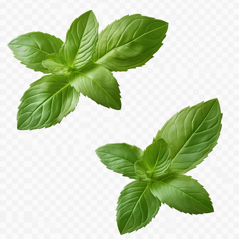 薄荷叶透明背景