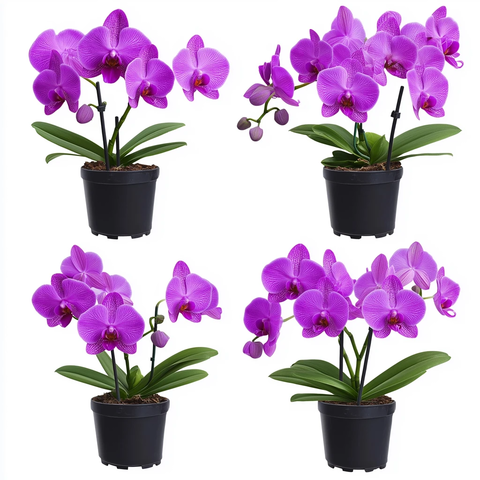 紫色兰花盆栽