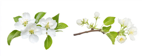 苹果花枝与部分花朵