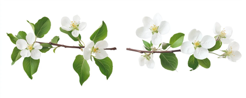 苹果花枝与部分花朵