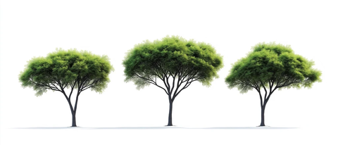 白底孤立金合欢树