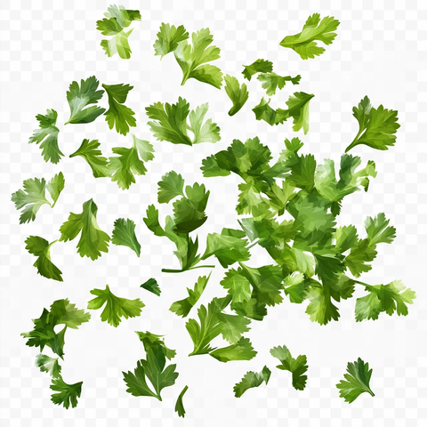 新鲜香菜叶切碎